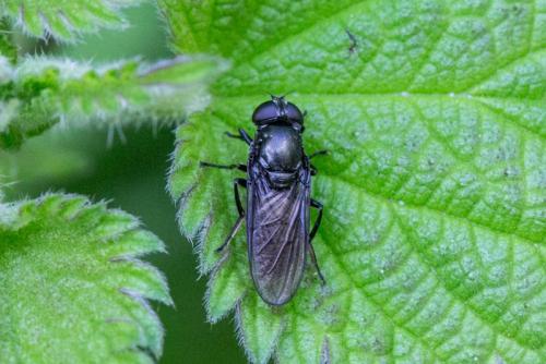 Réf. 229 416 : Cheilosia antiqua